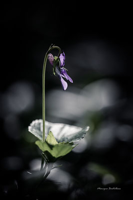 Comme une fleur - Violette de Toulouse