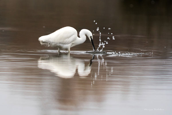 aigrette garzette