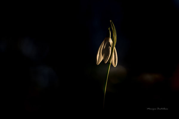 Veilleur de nuit