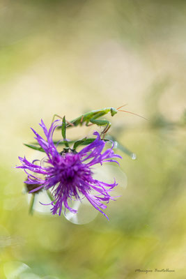 Fleur de mante
