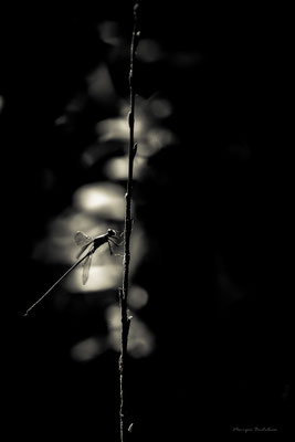 Agrion lumineux
