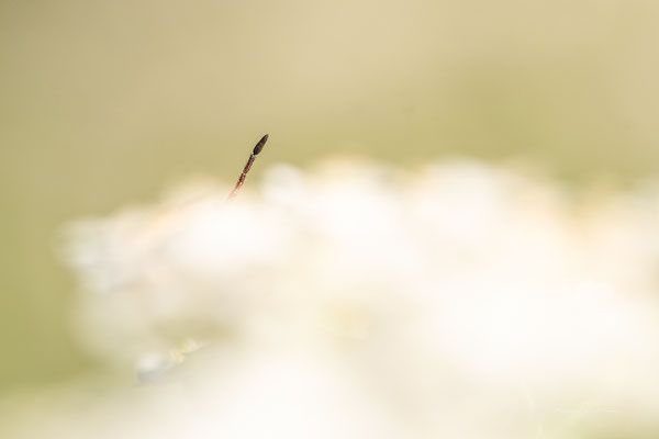 L'intrus