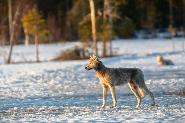 Loup