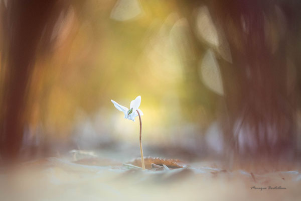 Dans le bois - Cyclamen