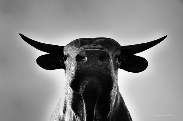 le taureau de Laguiole