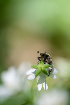 En fleur