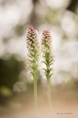 Duo - Orchis brulées 