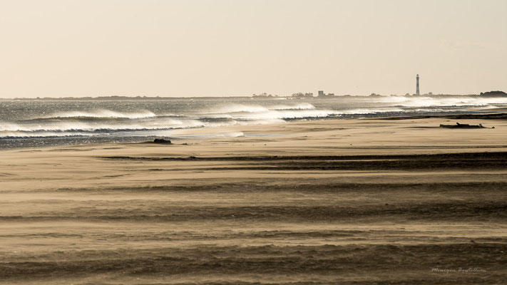 Plage camargaise