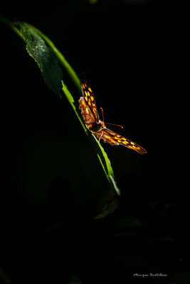 Ombre et lumière