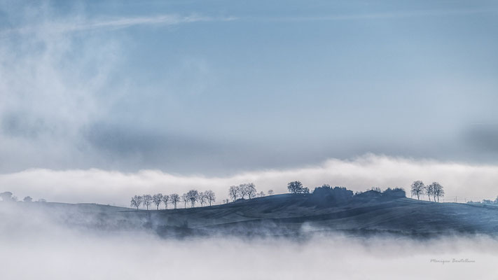 Arbres en balade
