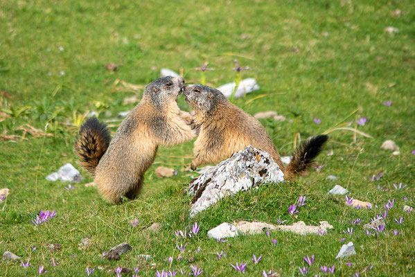 Jeux de marmottes