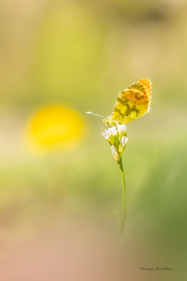 Aurore de provence