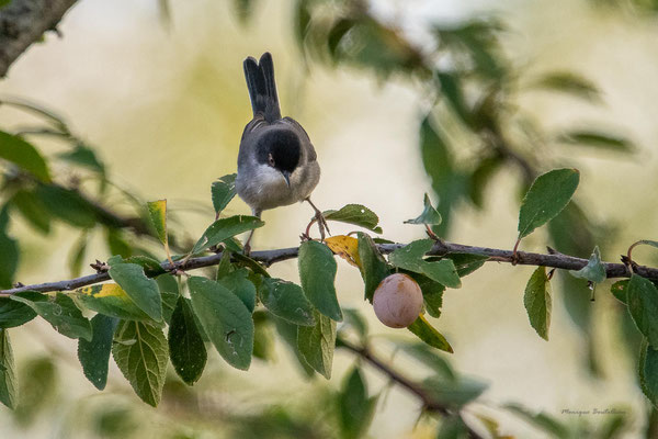 Fauvette mélanocéphale male