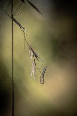 Dans le vent