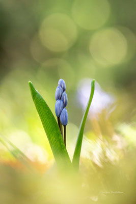 Bouton bleu - scille à deux feuilles