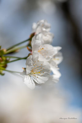 Cache-fleurs