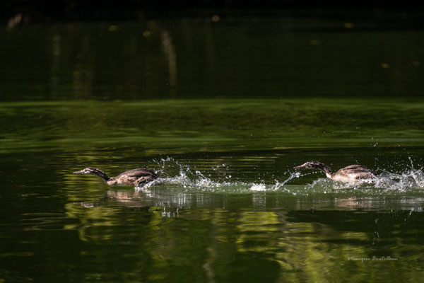 chasse au juvénile 2