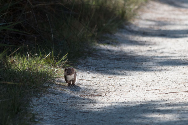 J'entends le loup, le renard et la belette...