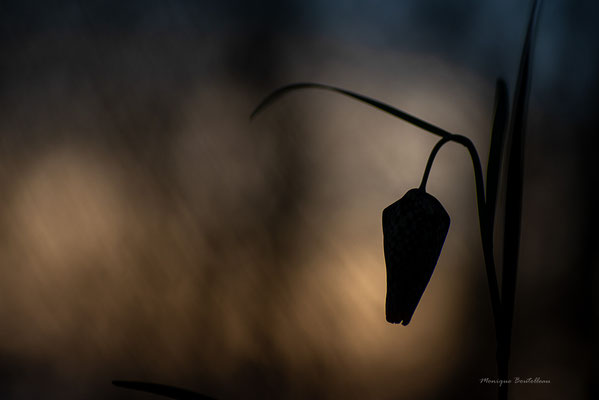 Ambiance nocturne
