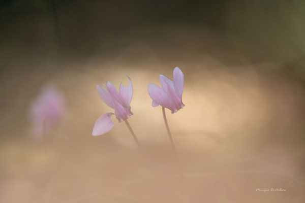 Discrètes - cyclamen