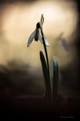 Perce sans neige