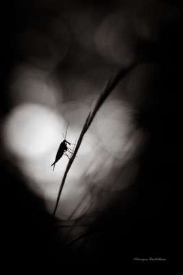 coeur de scorpion