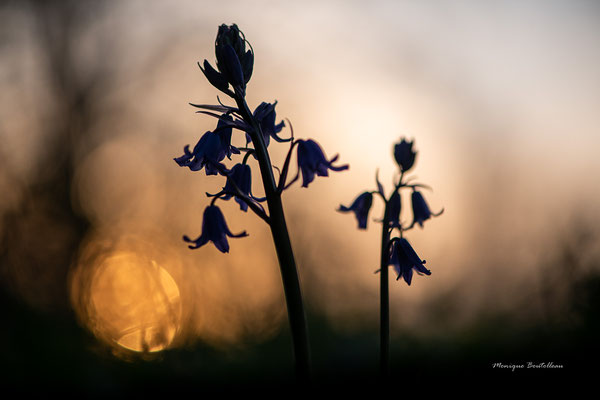 Rond de fleurs - Jacinthe des bois