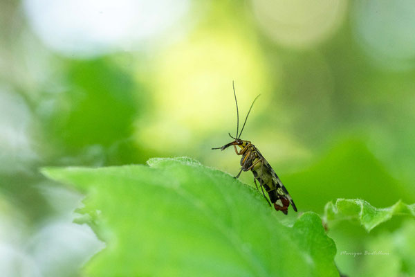 Toilette - mouche scorpion