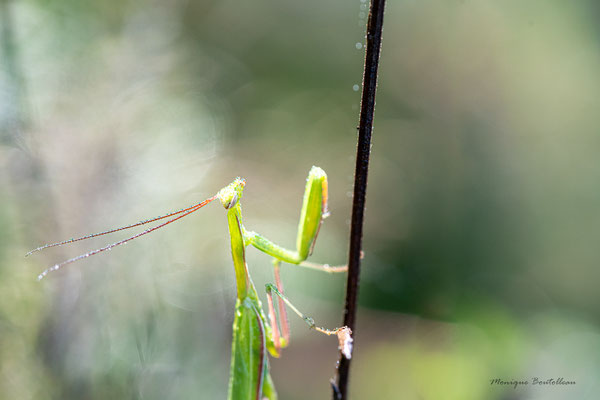 Mante à l'eau