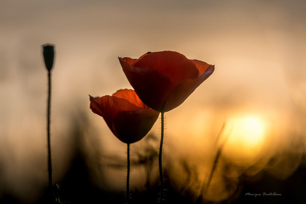 En robe du soir - Coquelicot