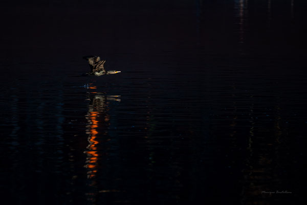 reflet de cormoran