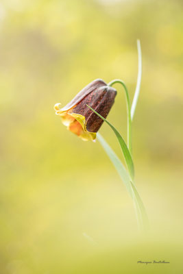 Fritillaire des Pyrénées 5