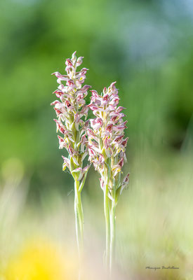 Anacamptis fragrans