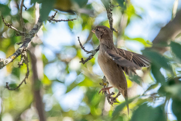 Moineau