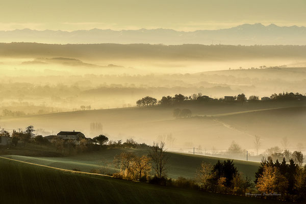 Jaune campagne