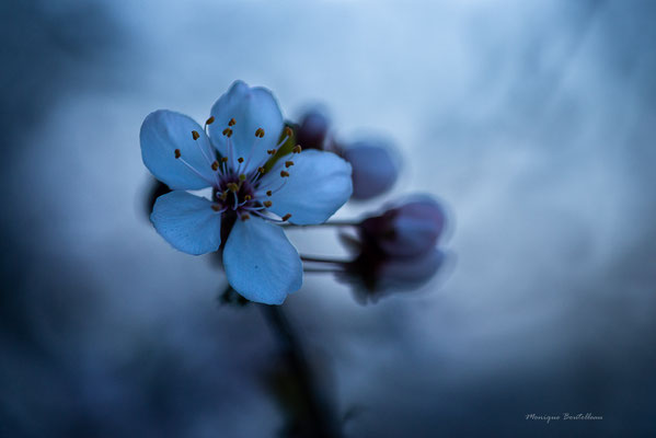 Fleur bleue