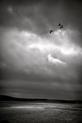 Les oiseaux de Thau