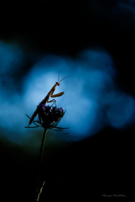 Nocturne
