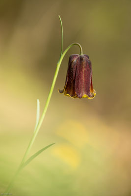 Fritillaire des Pyrénées 2