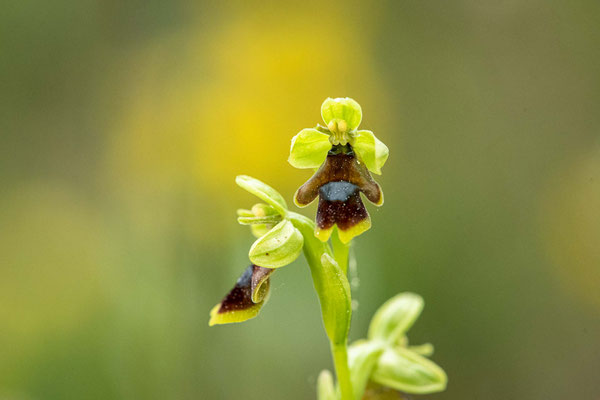 Ophrys mouche des causses