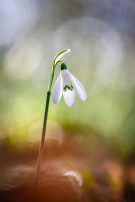 Etoile des neiges