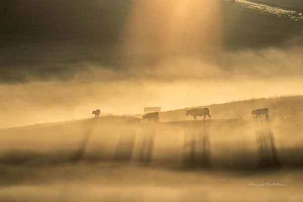 Ombres vaches