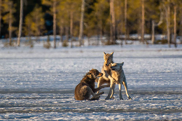 Loups