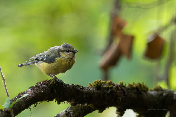 mésange bleue