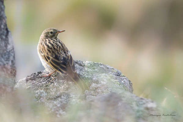 pipit farlouse