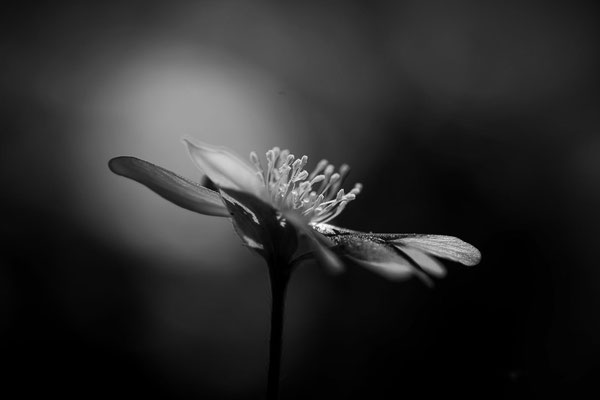 cosmos