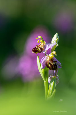 Bain de soleil - Ophrys abeille