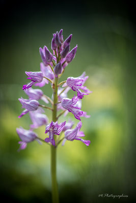 Garde à vous - orchis militaire