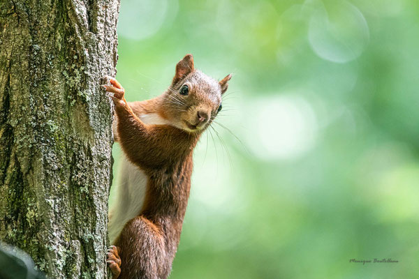 petit curieux