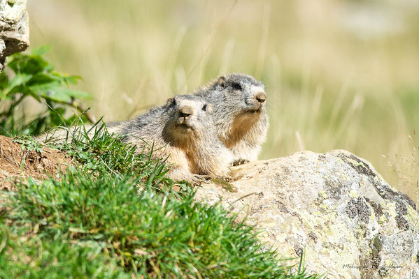 Duo montagnard